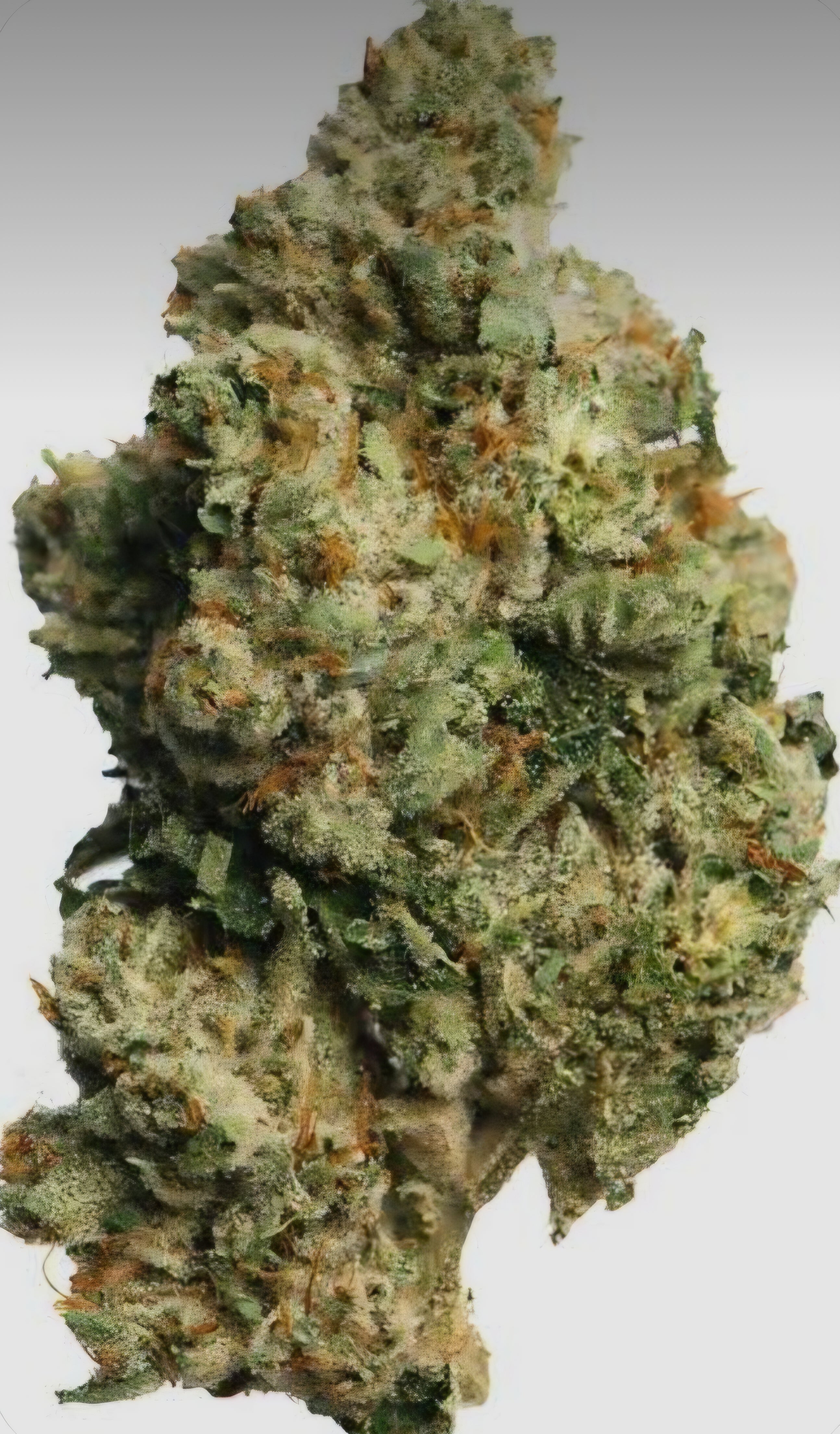 Ghost OG