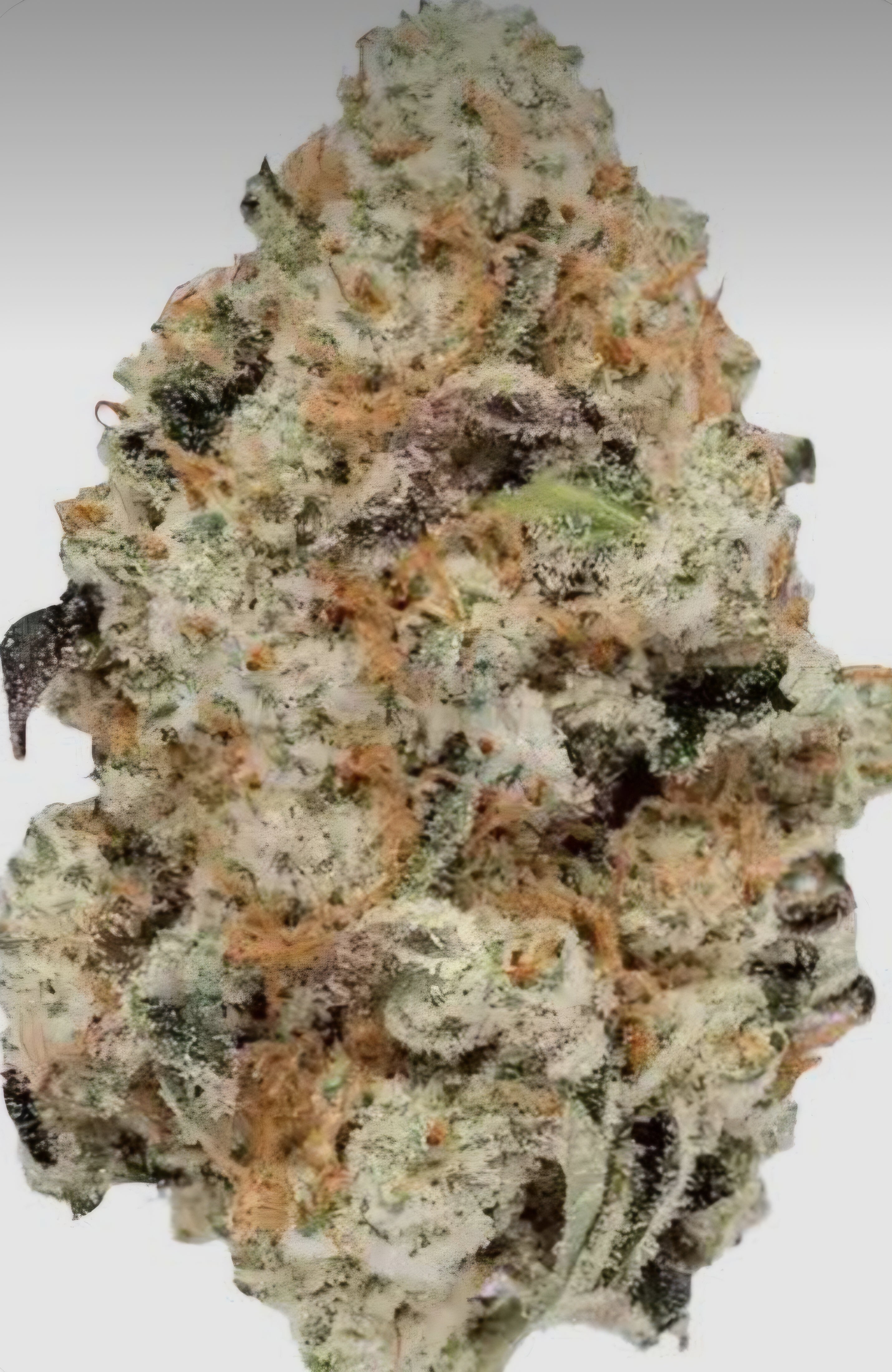 Ghost OG